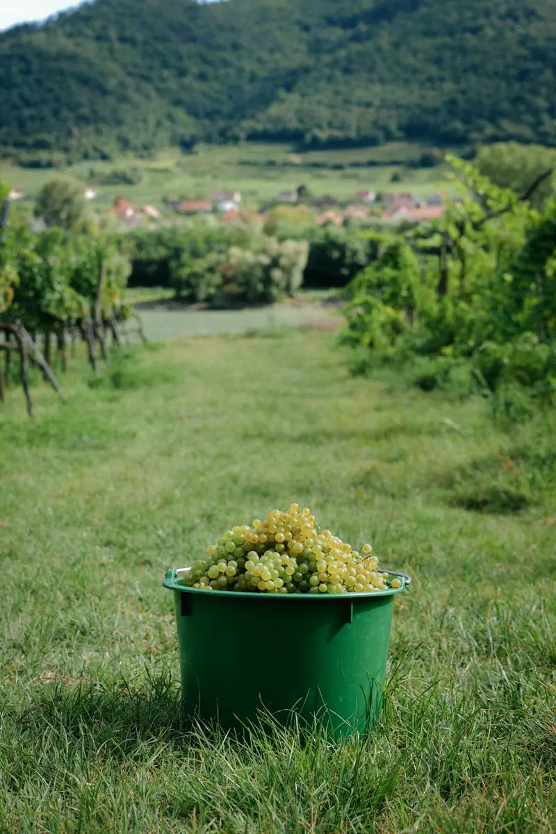 A bucket of picked grapes in the grass between the vines