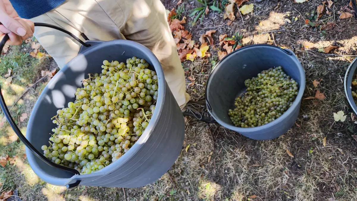 Two buckets of picked green grapes on the ground