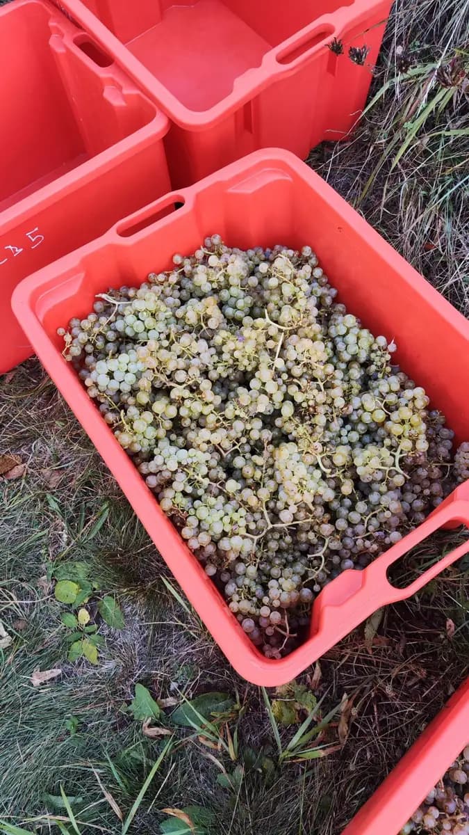 A red crate full of picked grapes between the vines