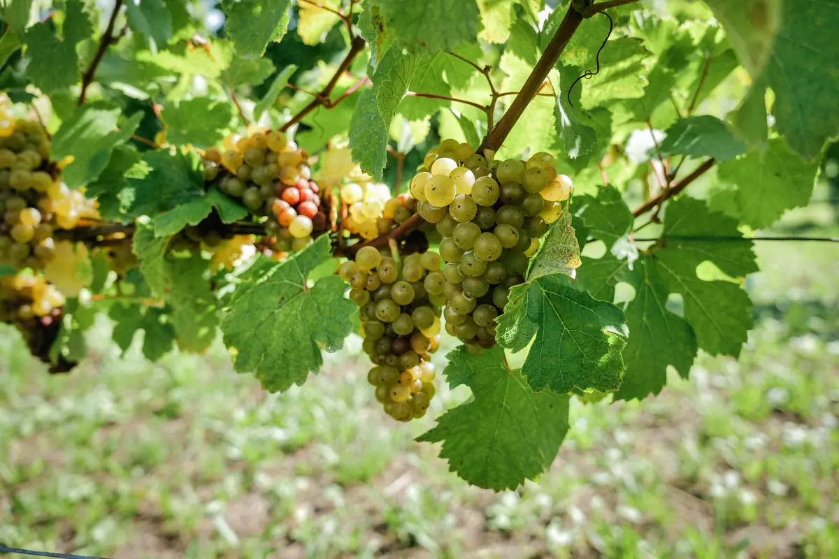 Bunches of green grapes on the vine