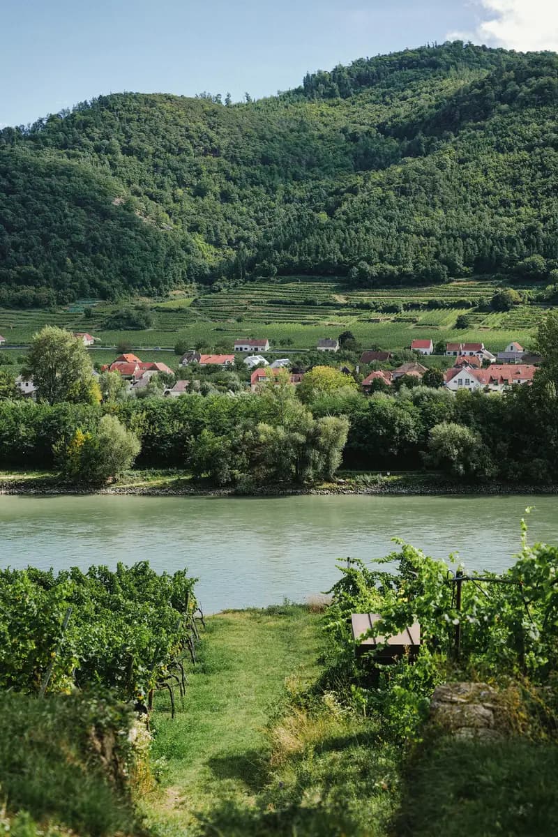 Rows of vines on a steep terrace above the Danube