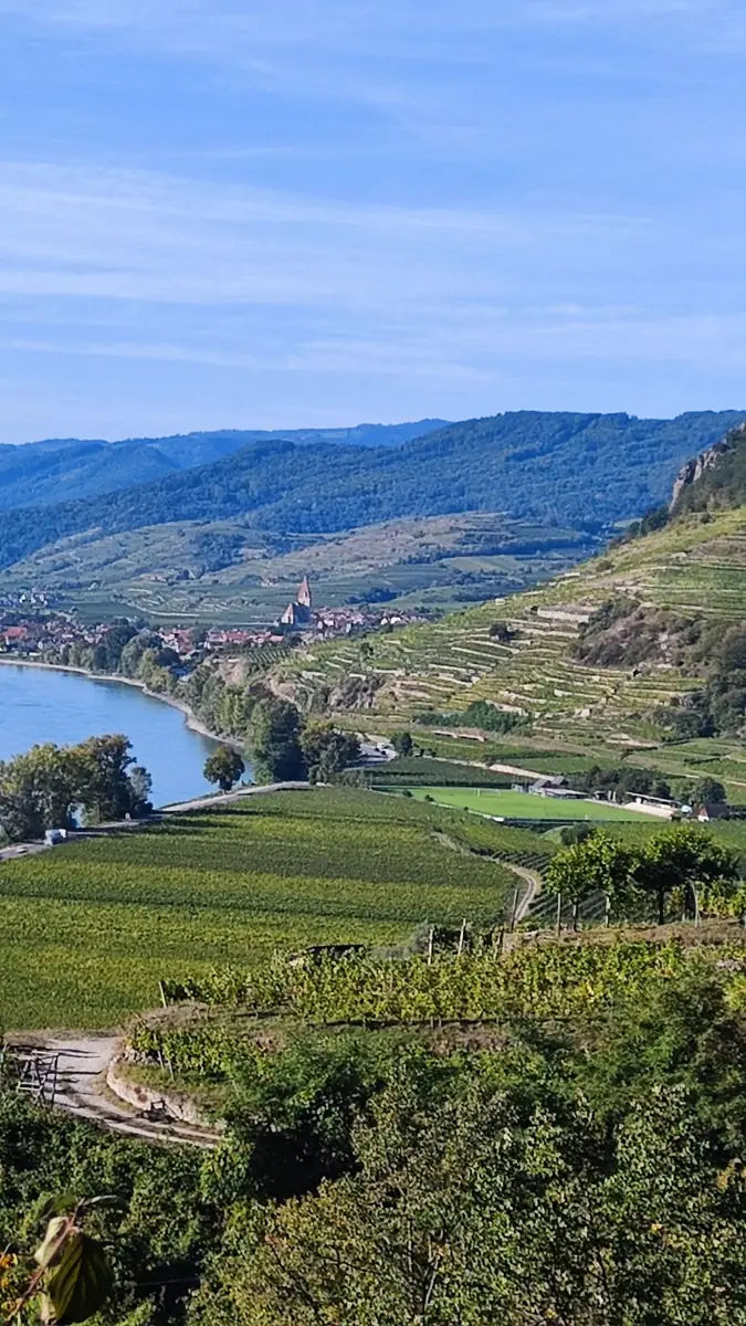 The Danube winding through the Wachau, with vineyards on the slopes
