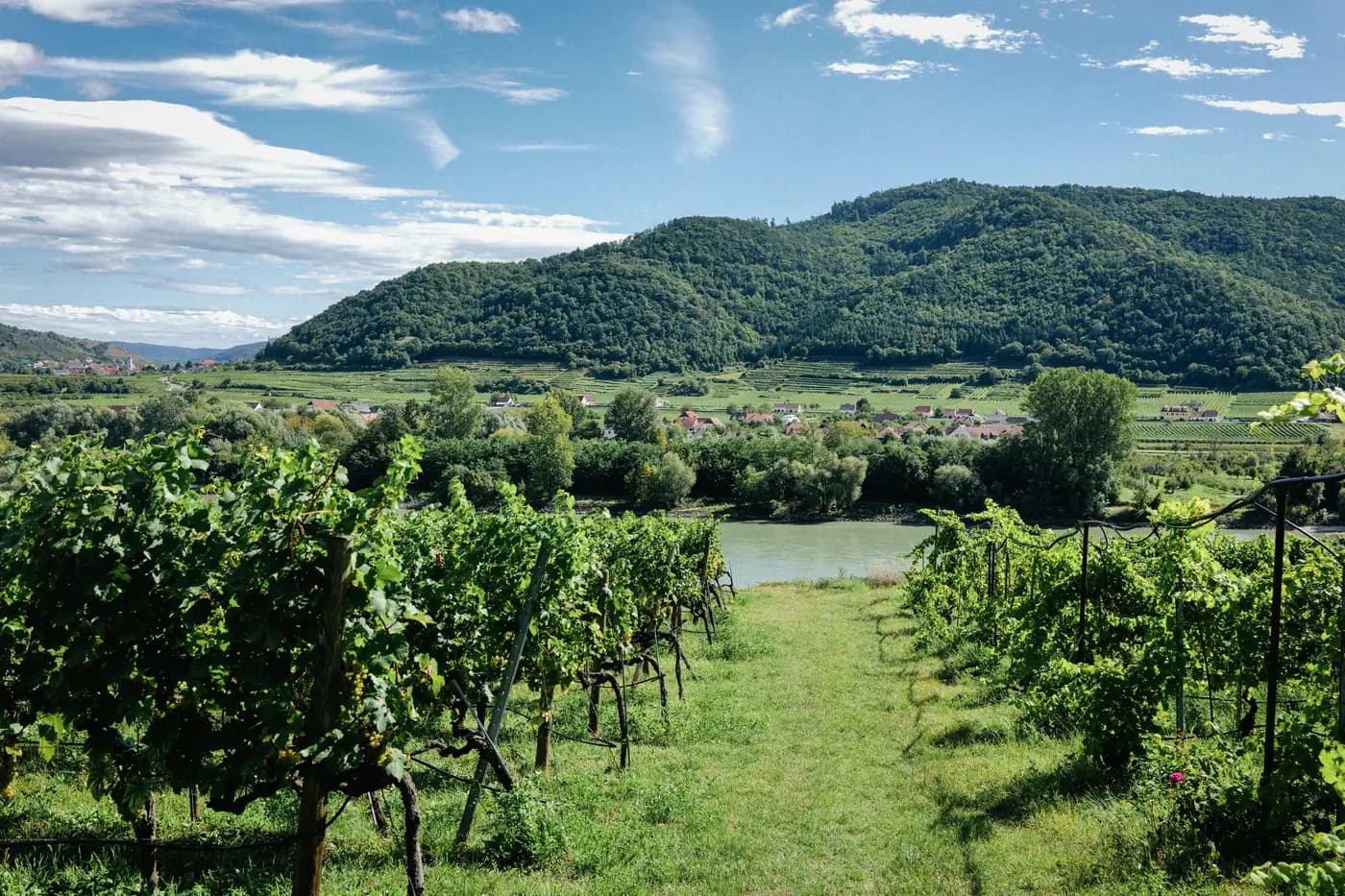 Vines running down to the Danube